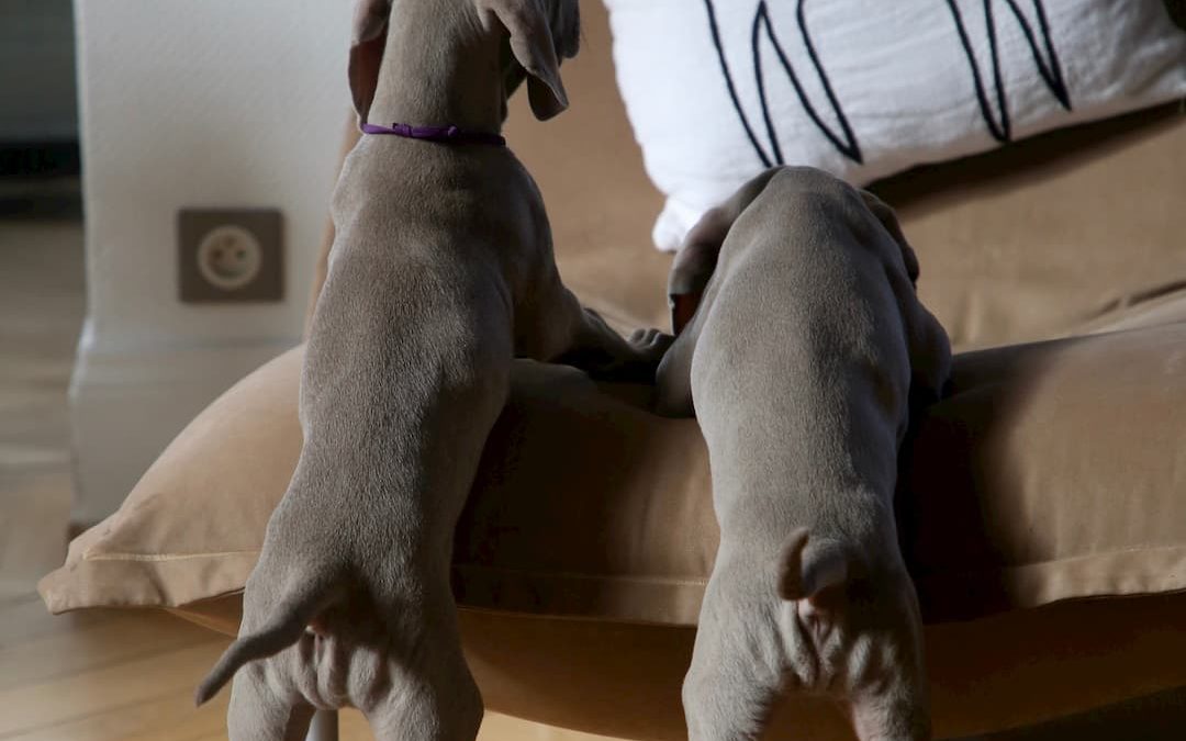 Redecora tu hogar para que tu mascota se sienta en casa