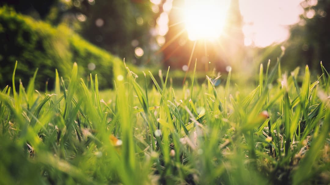 exteriores de un jardín con césped al que le da el sol en una tarde de primavera